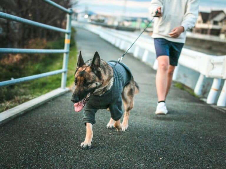How To Stop a German Shepherd From Pulling on The Leash