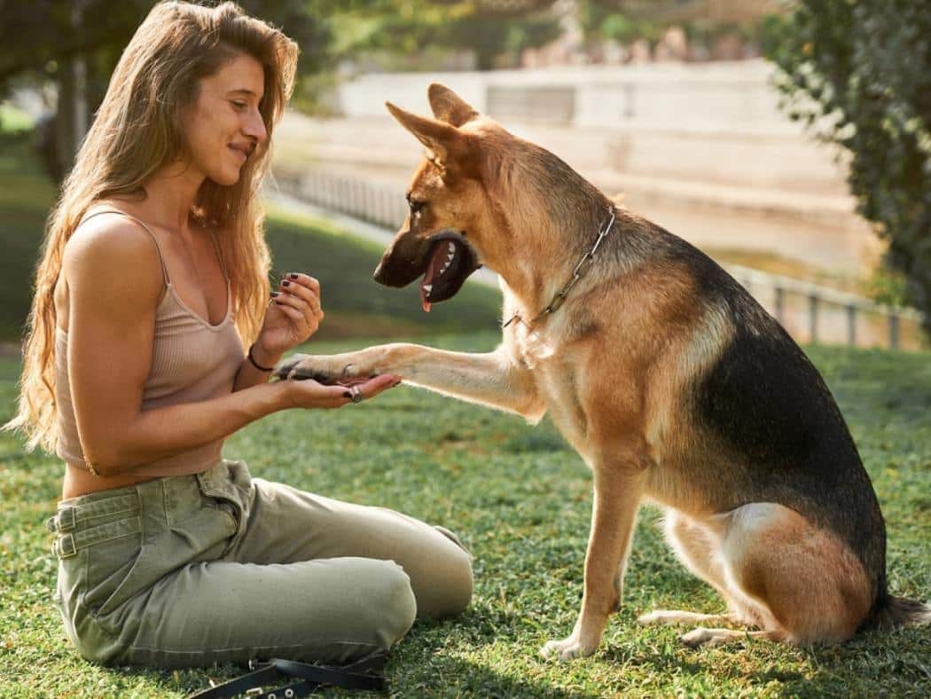 Why Are German Shepherds So Clingy? 6 Reasons Explained