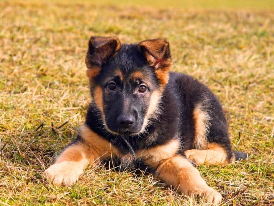 German Shepherd Puppy Ear Stages: Everything You Need to Know