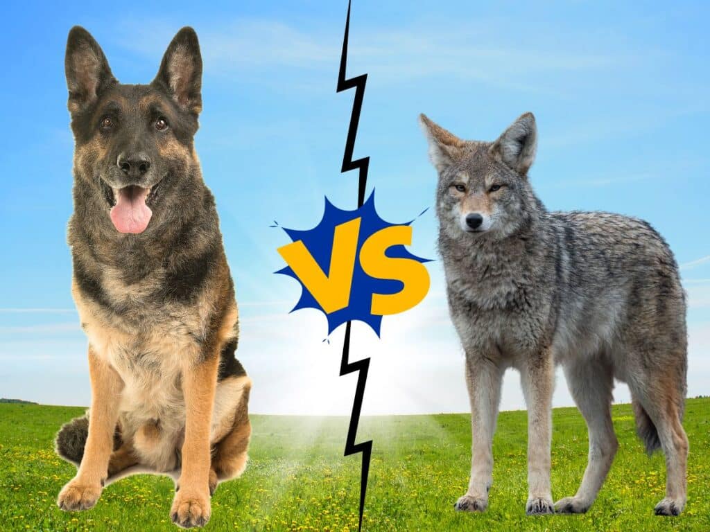 can a german shepherd kill a coyote?