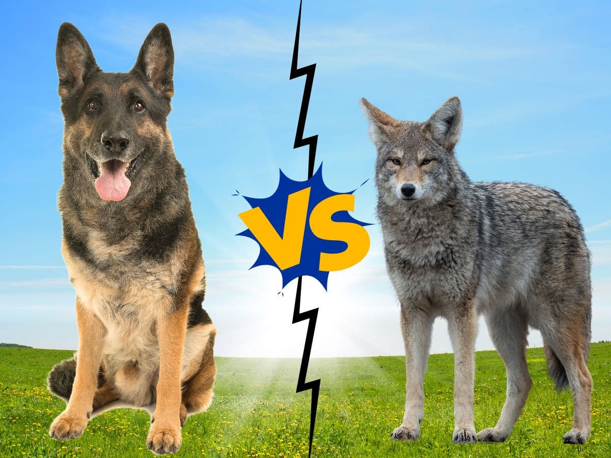 Can a German Shepherd Kill a Coyote? Ultimate Predator Battle