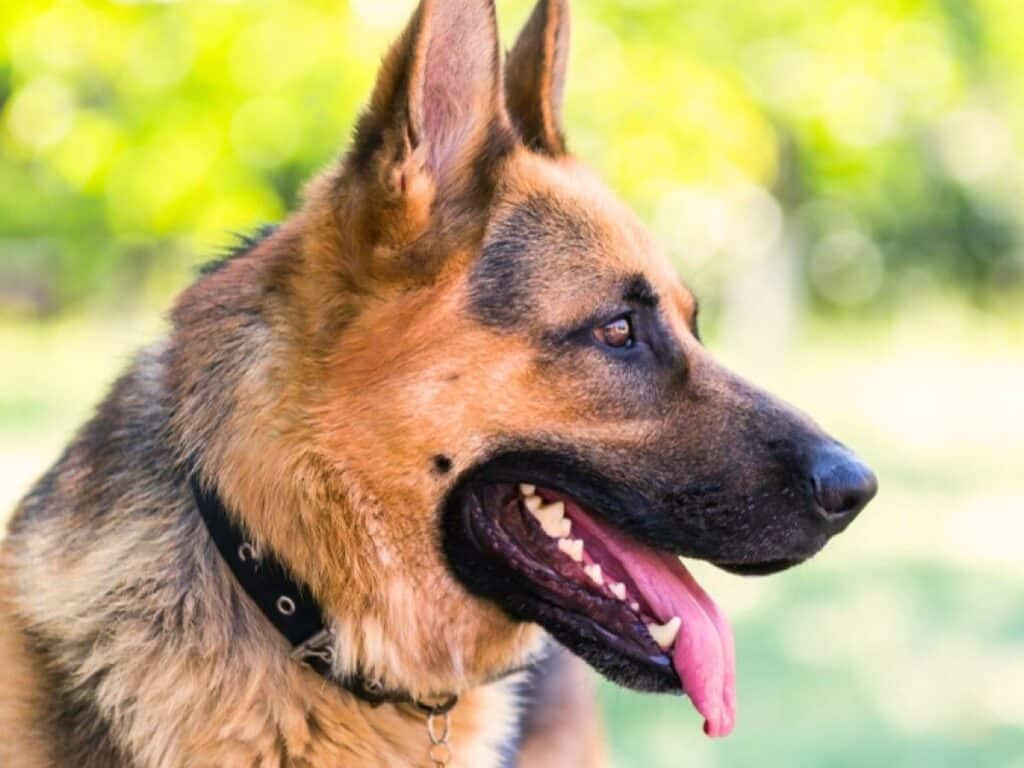 why do german shepherds have moles on their face