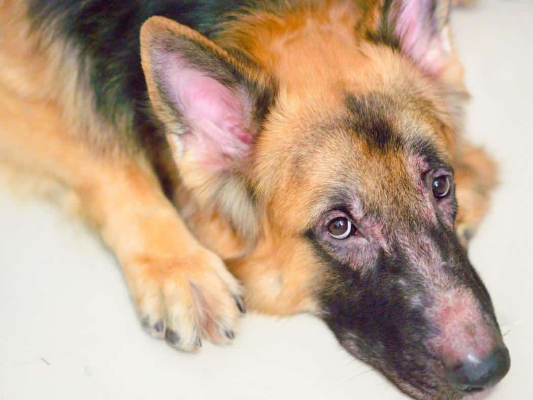 Why Do German Shepherds Have Moles? Beauty Marks or Something More?