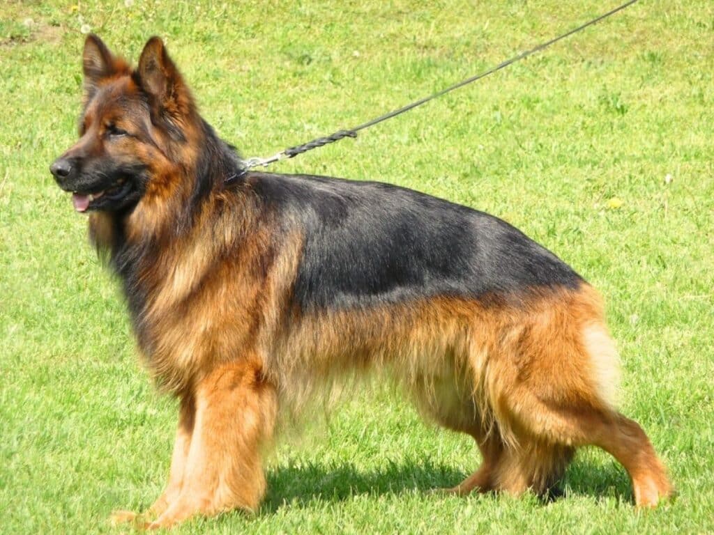 long haired german shepherd in a dog show