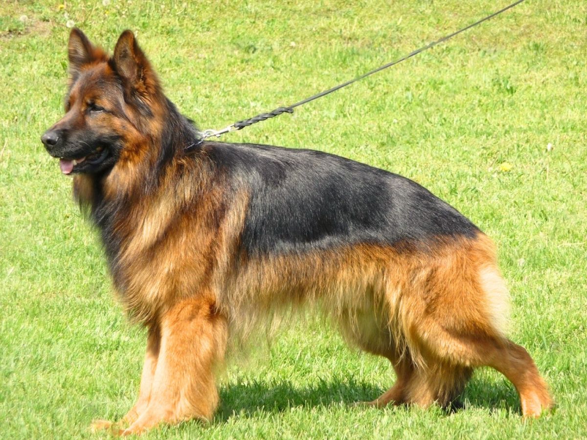 Long-Haired German Shepherd: The Ultimate Elegance in Canine Coats