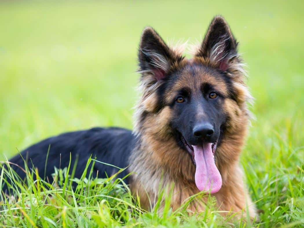 Long-Haired German Shepherd: The Ultimate Elegance in Canine Coats