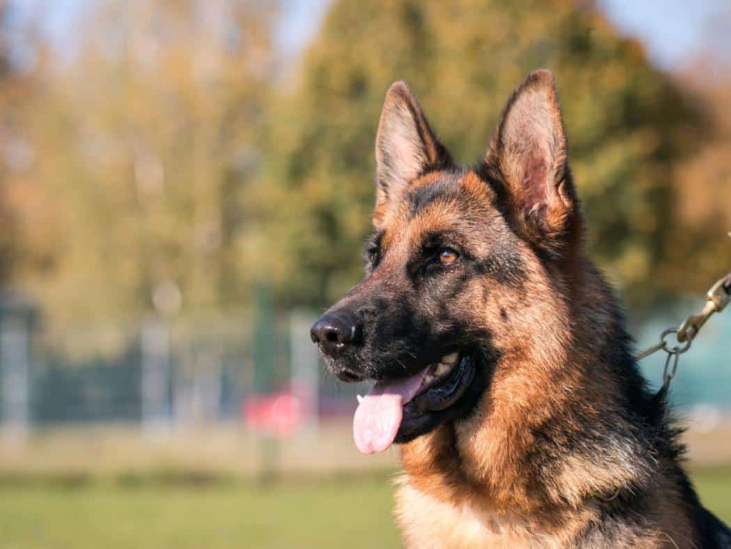 Why Do German Shepherds Have Moles? Beauty Marks or Something More?