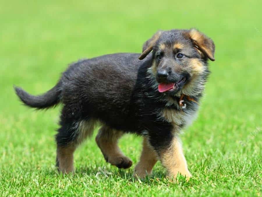 Picture of a 6 week old German Shepherd puppy