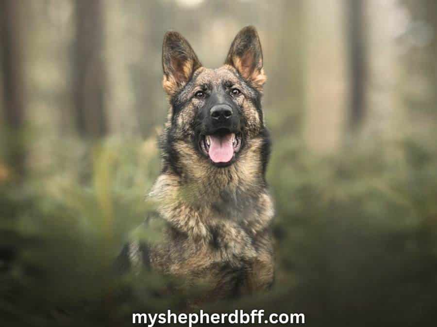 Sable German Shepherd: Myths, Facts, Photos & Behavior