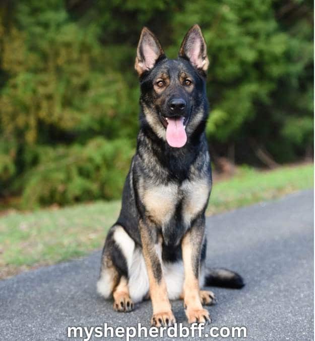 Sable German Shepherd Myths, Facts, Photos & Behavior