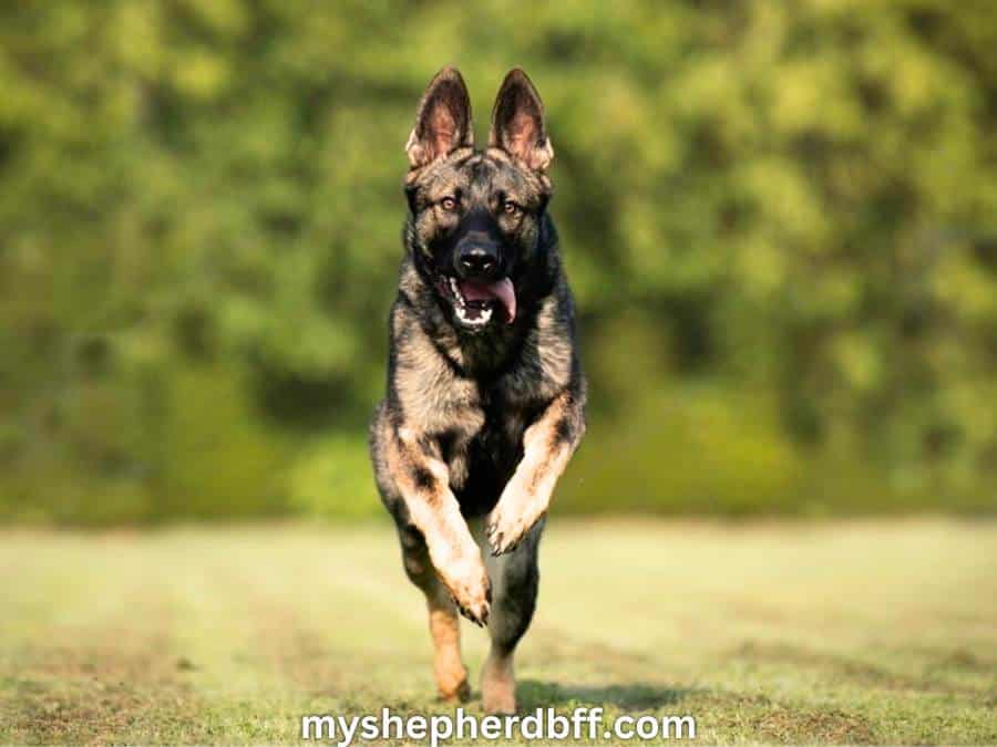 Sable German Shepherd: Myths, Facts, Photos & Behavior