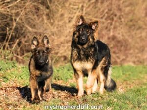 Sable German Shepherds vs Classic: Price, Traits & More