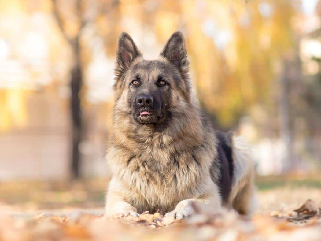 LongHaired German Shepherd The Ultimate Elegance in Canine Coats