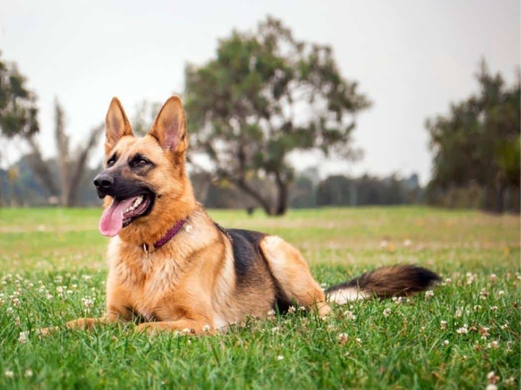 ShortHaired German Shepherd Everything You Need to Know