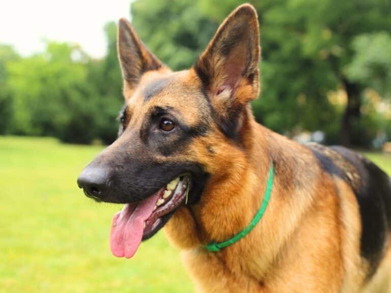 a short haired german shepherd wearing green collar