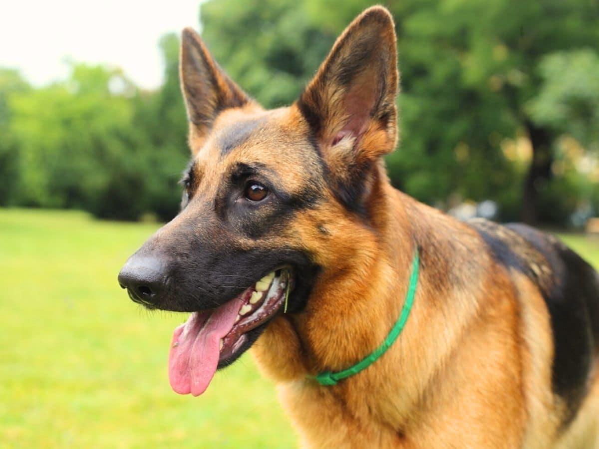 Short-Haired German Shepherd: Everything You Need To Know