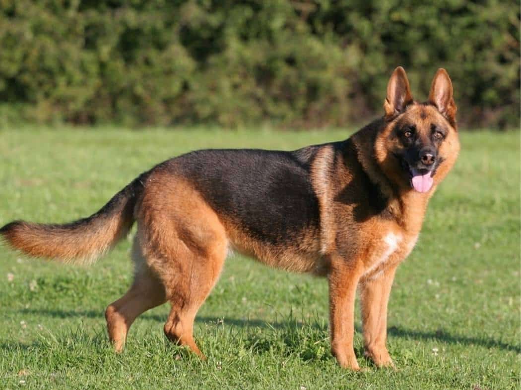 Short-Haired German Shepherd: Everything You Need To Know