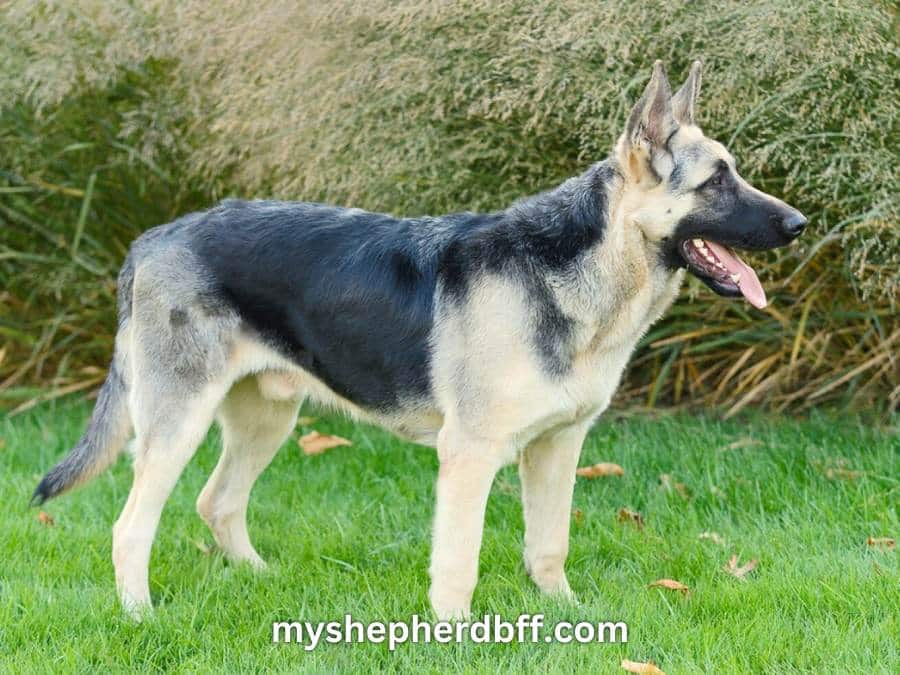 silver german shepherd standing on grass