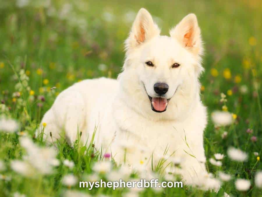 White German Shepherd: A Stunning Breed Beyond Imagination