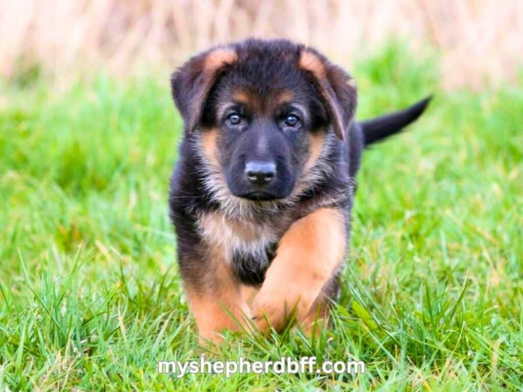 5 week old German Shepherd puppy picture