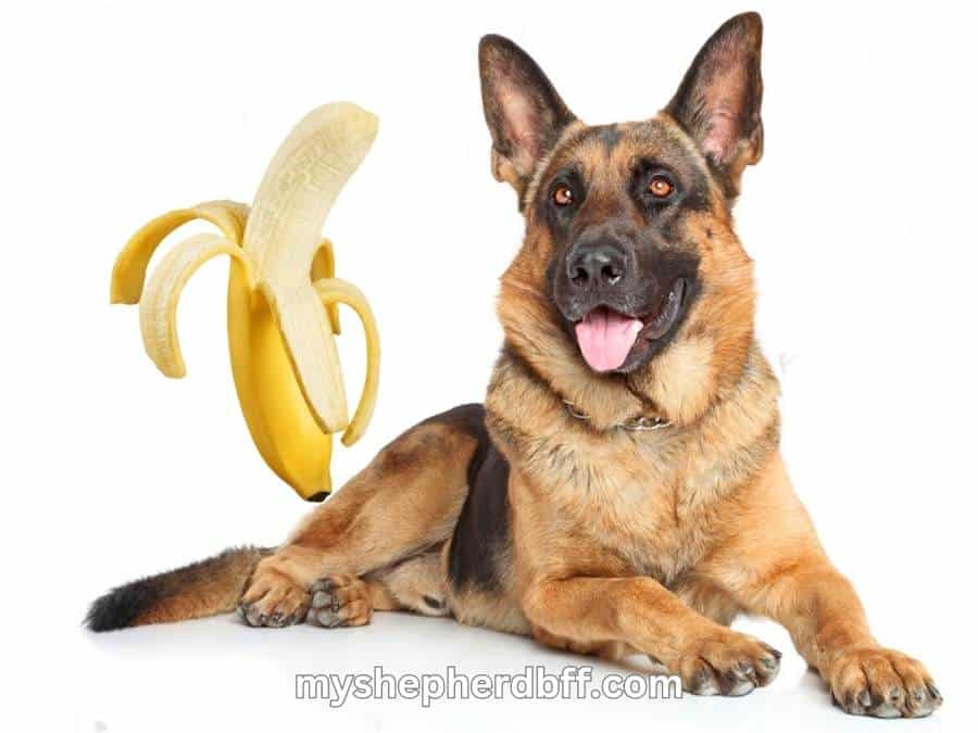 can german shepherds eat bananas