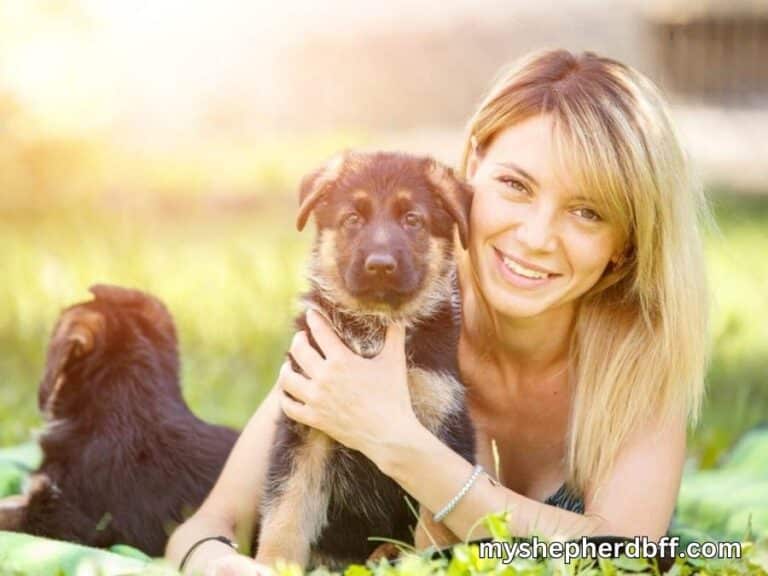 Buying a German Shepherd Puppy In 6 Simple Steps