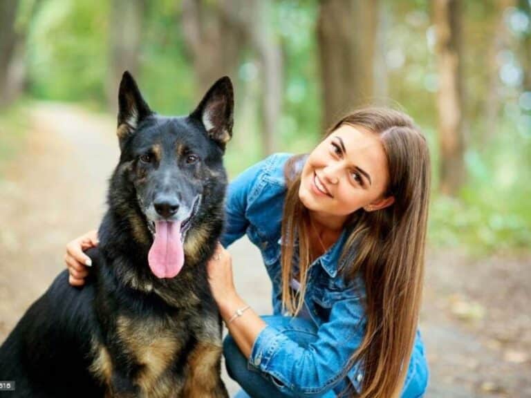 are german shepherds easy to train for beginners