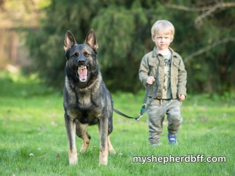 are german shepherds naturally protective of their owners