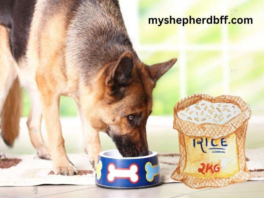 are you wondering can german shepherds eat rice