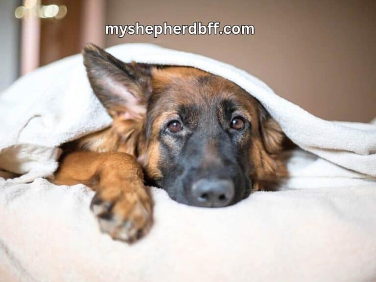 german shepherd sleeping with owner