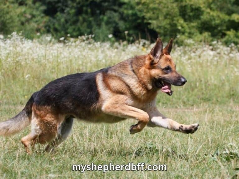 Working Line Vs Show Line German Shepherd: The Real Difference