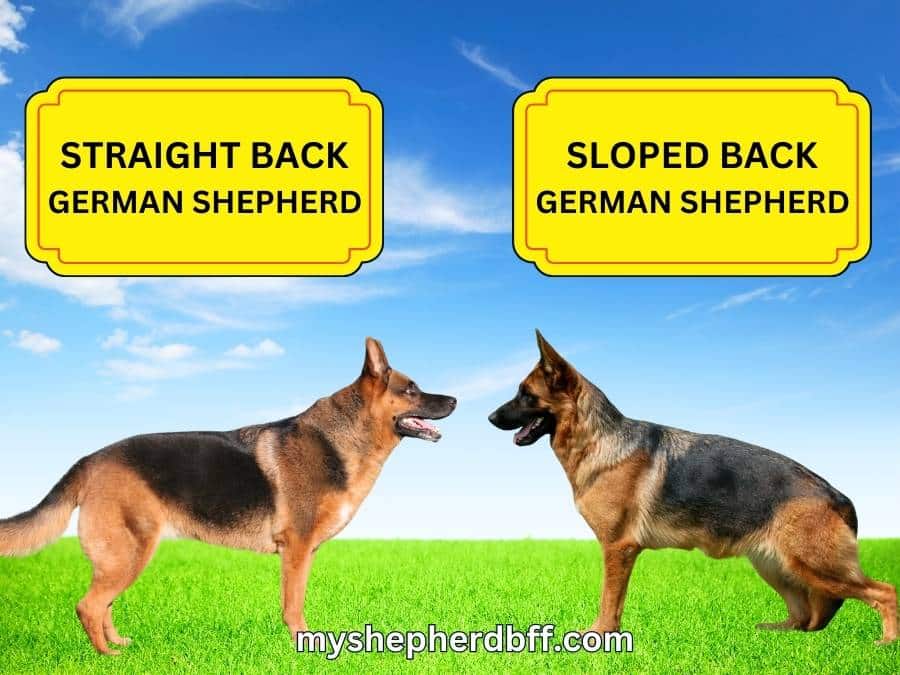 straight back german shepherd vs sloped back gsd
