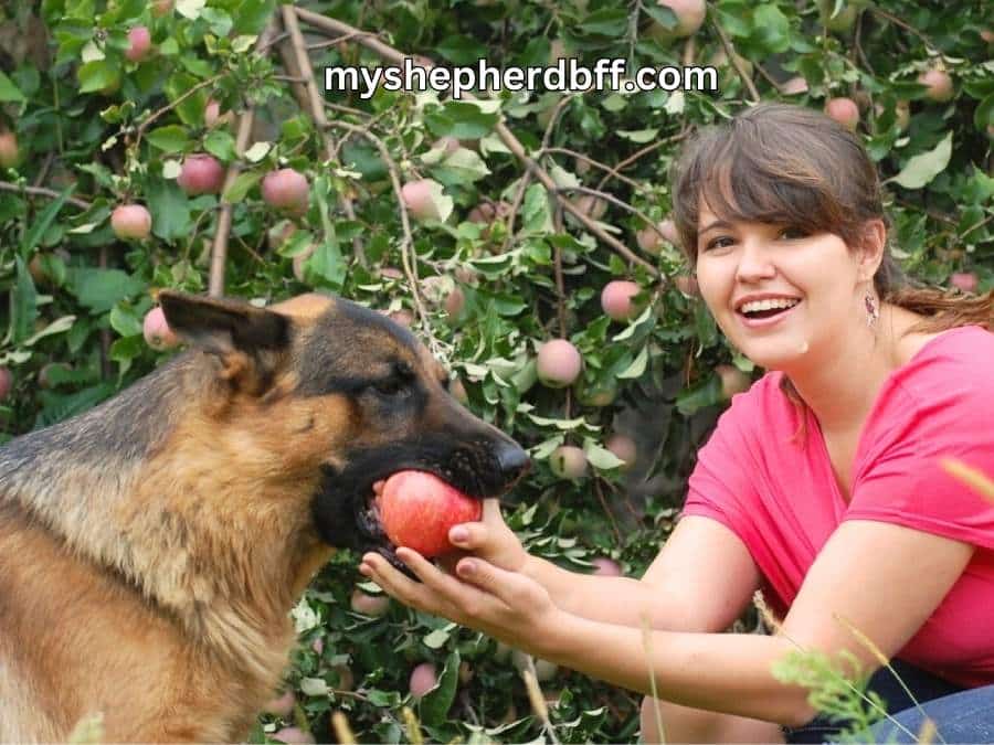 What Fruits Can German Shepherds Eat