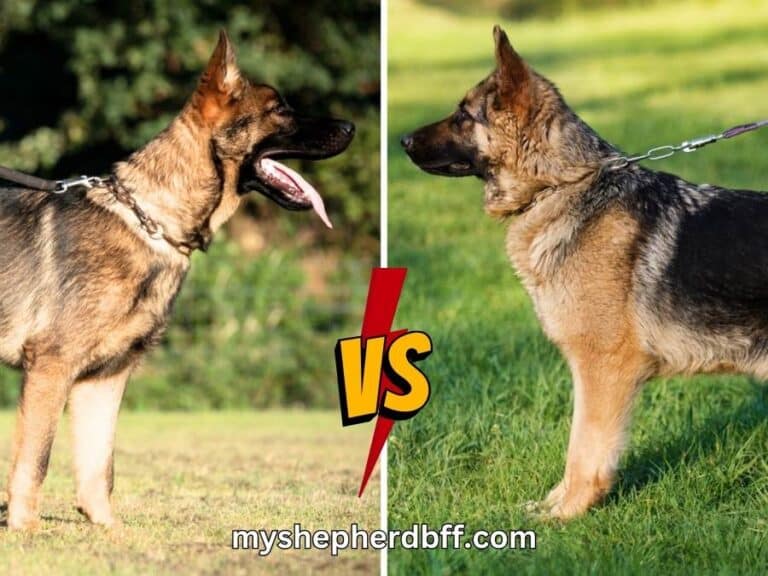 Working Line vs Show Line German Shepherd