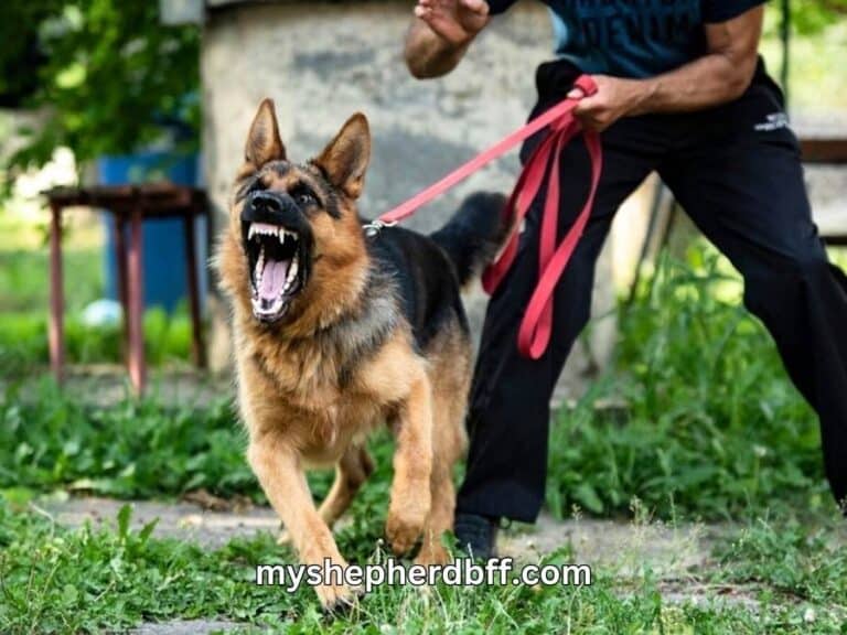 can a german shepherd kill a human