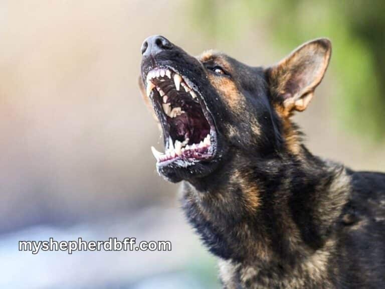 Do german shepherds bark a lot