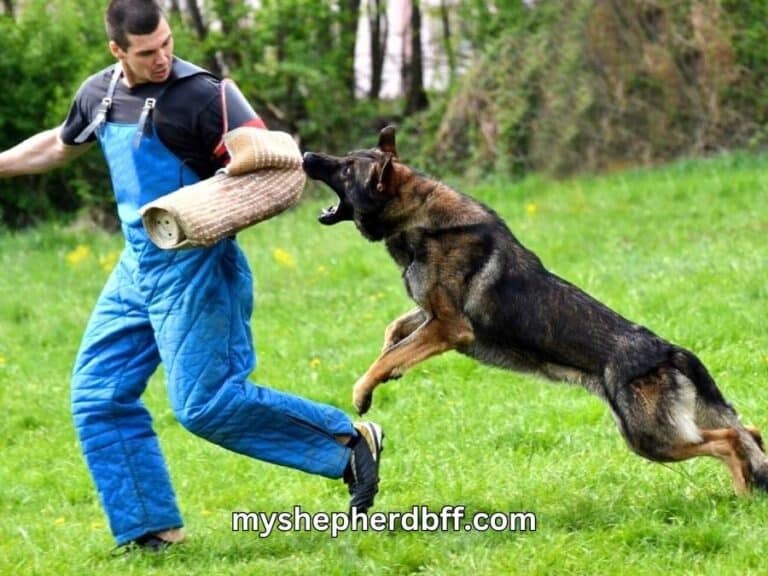 Can a German Shepherd Kill You? Analyzing The Threat Level