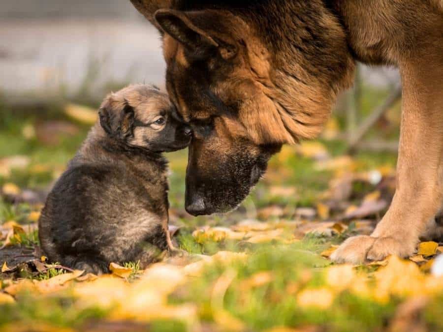 introduce new puppy to your german shepherd