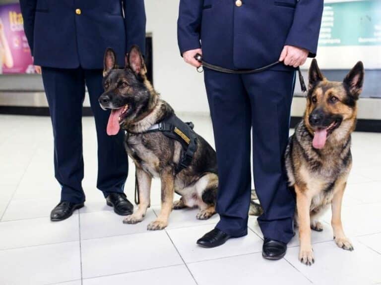 Why Are German Shepherds Police Dogs