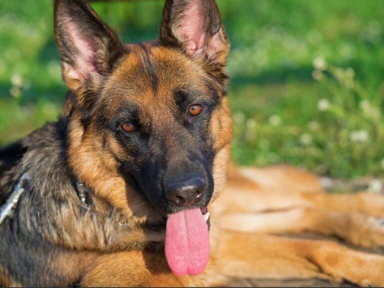 do german shepherds drool