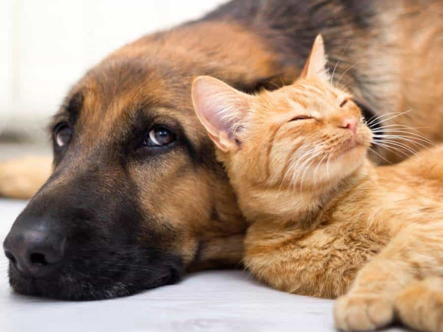 are german shepherds good with cats