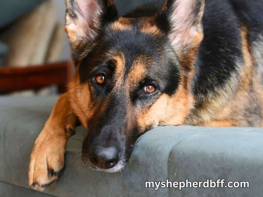 Can German Shepherds Be Left Alone at home