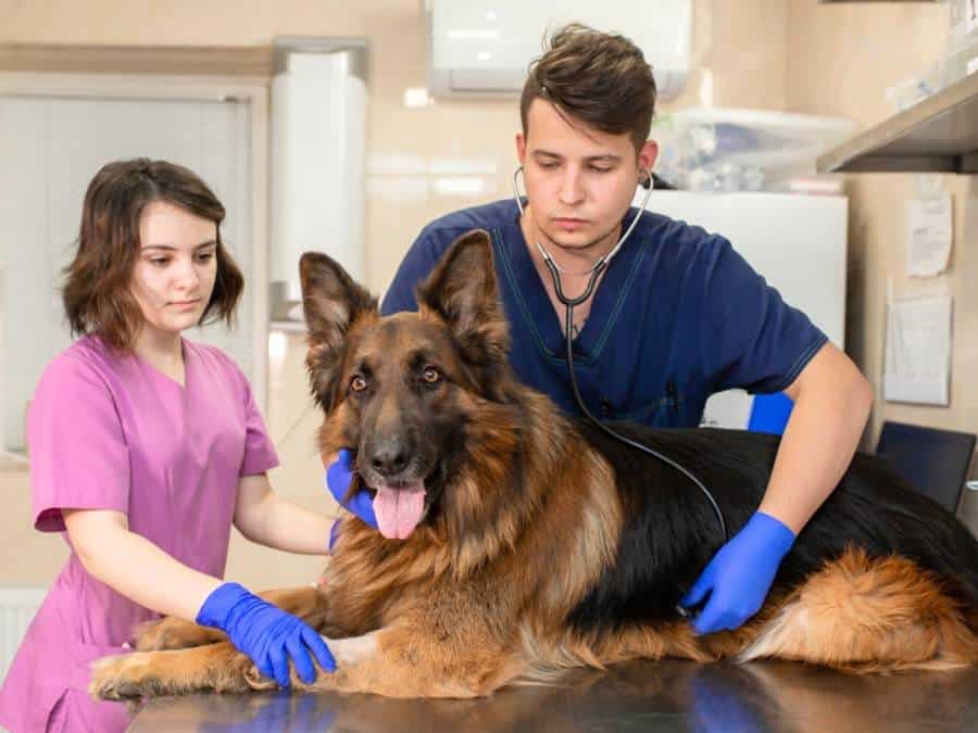 common health issues faced by german shepherds