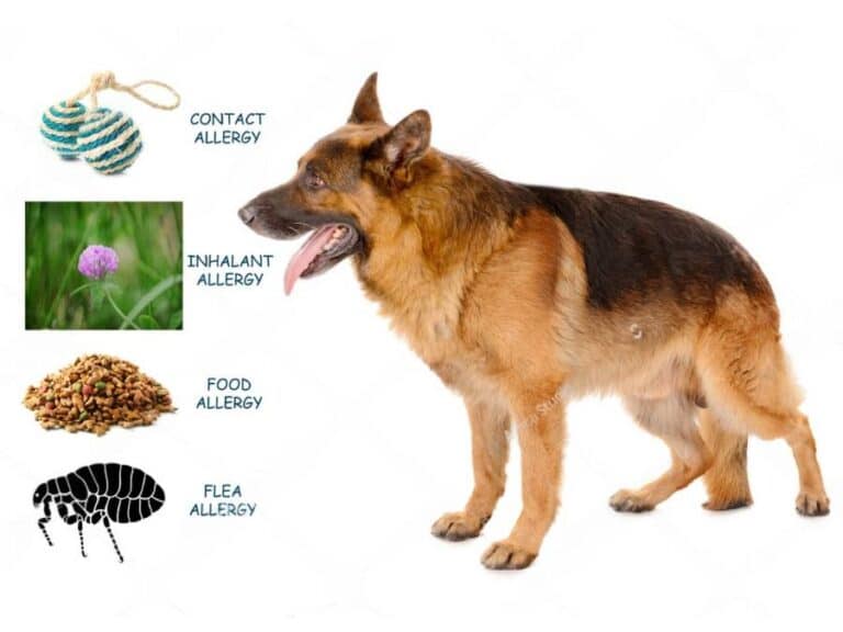 Common GSD allergies