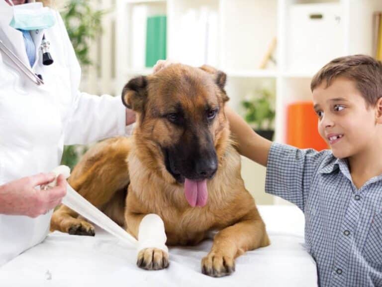 German Shepherd Elbow Dysplasia Symptoms & Treatment