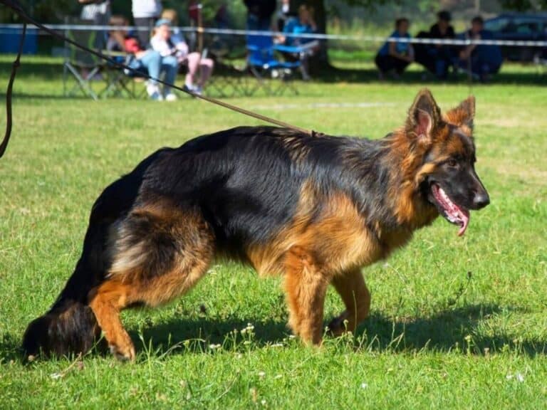 hip dysplasia in german shepherds