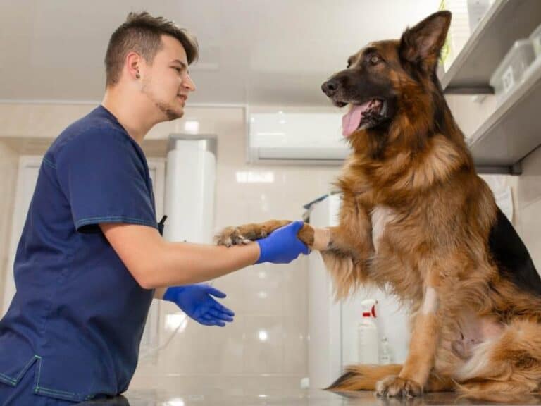 Elbow dysplasia in german shepherd