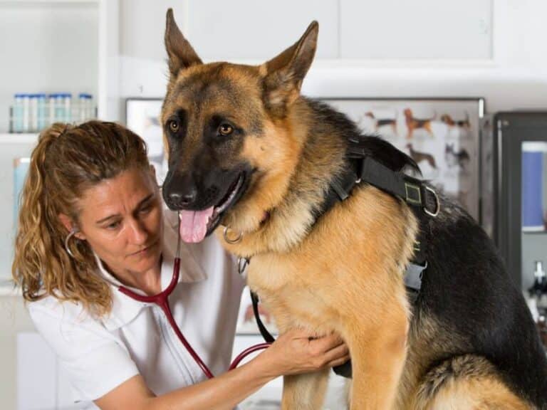 Bloat in German Shepherds