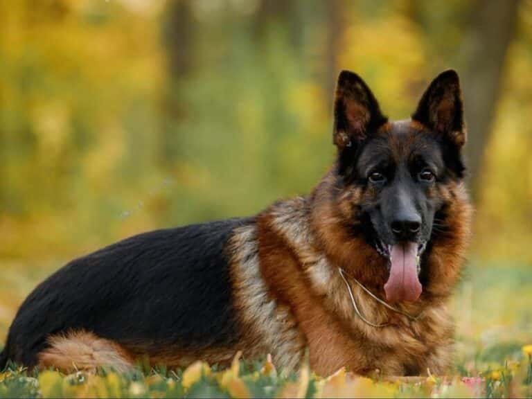 German shepherd skin yeast infection