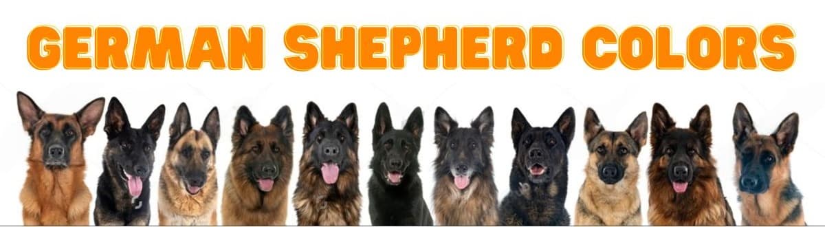 German Shepherd Colors: All 14 Shades Explained In Detail